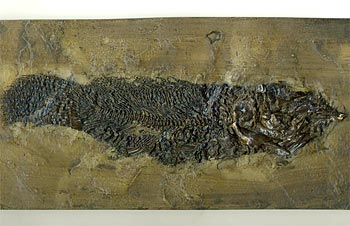 Schlammfisch aus der Grube Messel