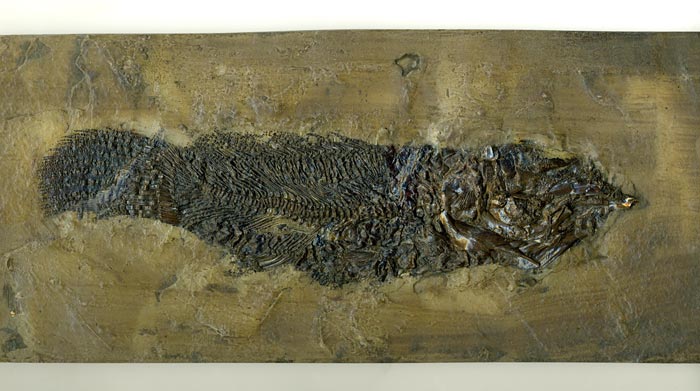 Knochenfisch aus der Grube Messel