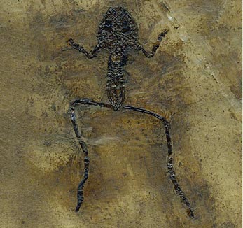Frosch aus der Grube Messel