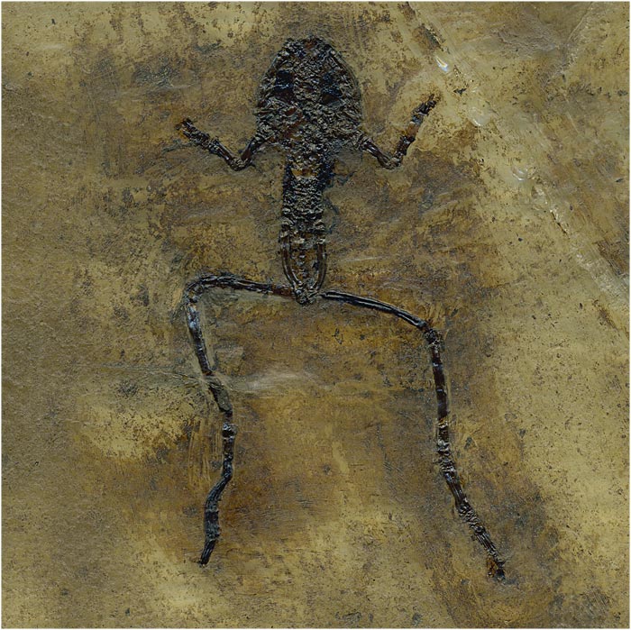 Frosch aus der Grube Messel