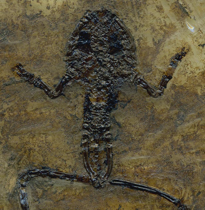 Frosch aus der Grube Messel