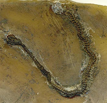 Schlange aus der Grube Messel