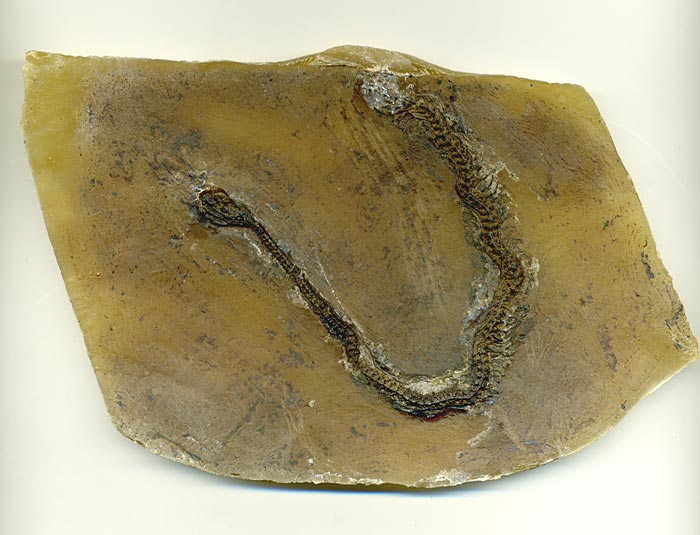 Schlange aus der Grube Messel