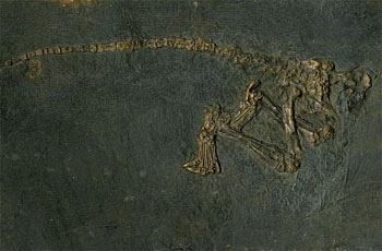 bodenlebender Insektenfresser (Leptictidium auderiense) aus der Grube Messel