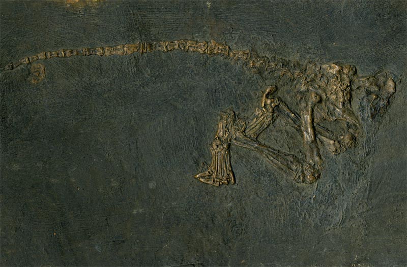 bodenlebender Insektenfresser (Leptictidium auderiense) aus der Grube Messel