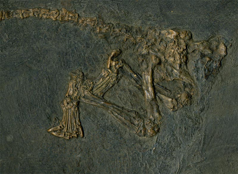 bodenlebender Insektenfresser (Leptictidium auderiense) aus der Grube Messel