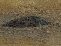 Blatt aus der Grube Messel