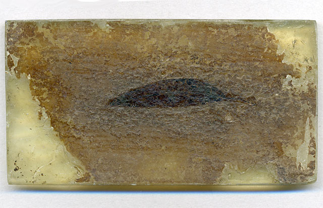 Seerosenblatt aus der Grube Messel