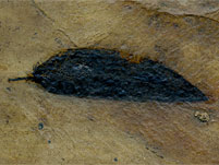 Blatt aus der Grube Messel