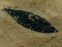 Blatt aus der Grube Messel