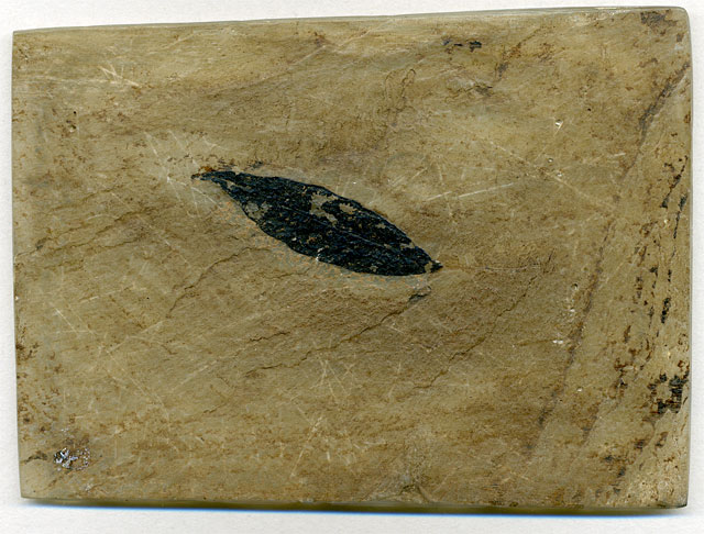 Seerosenblatt aus der Grube Messel