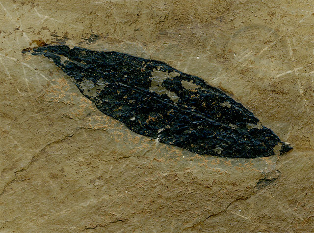 Seerosenblatt aus der Grube Messel