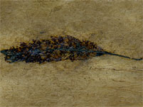 Blatt aus der Grube Messel