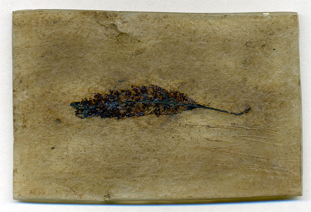 Seerosenblatt aus der Grube Messel