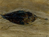Blatt aus der Grube Messel