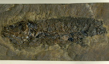 Schlammfisch aus der Grube Messel
