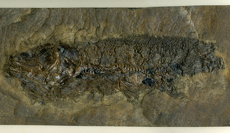 Schlammfisch aus der Grube Messel