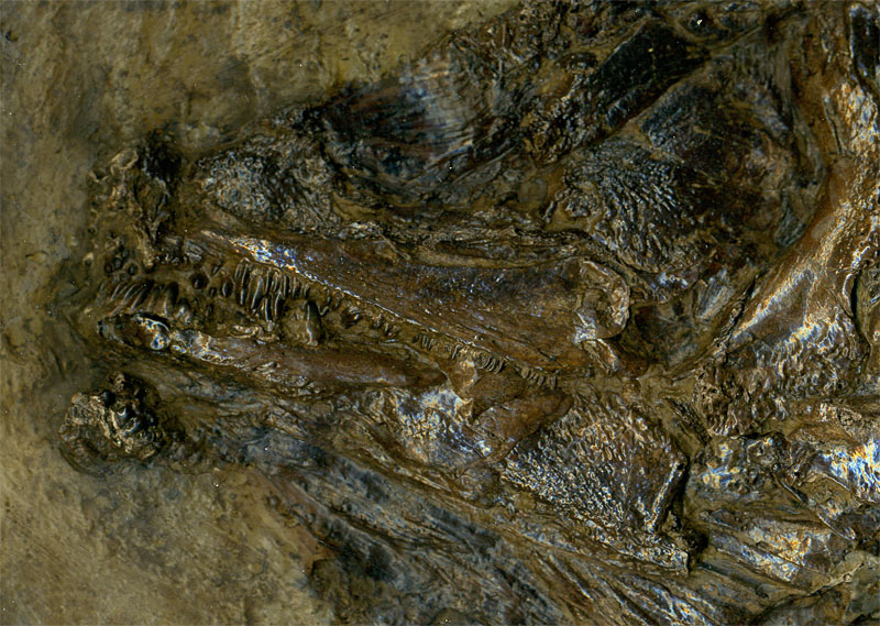 Schlammfisch aus der Grube Messel