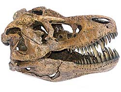 Tyrannosaurus rex