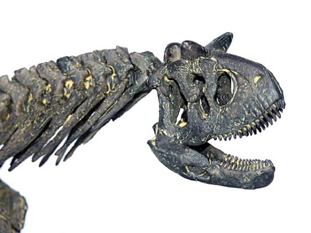 Carnotaurus