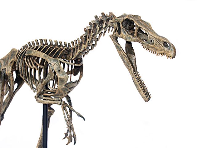 Velociraptor Skelett