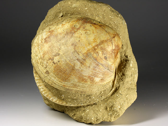 Muschel aus Italien
