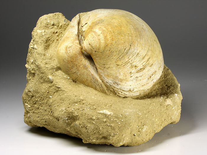 Muschel aus Italien