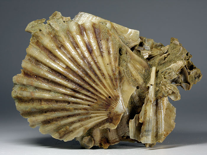 Jakobsmuscheln (Pecten) aus Amerika