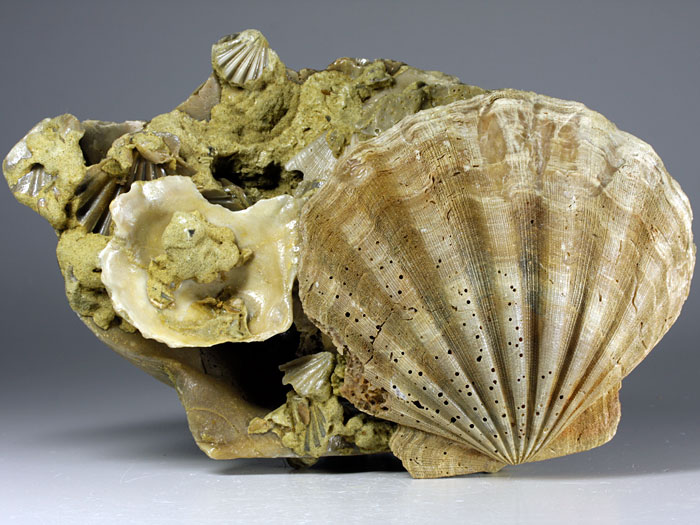 Jakobsmuscheln (Pecten) aus Amerika