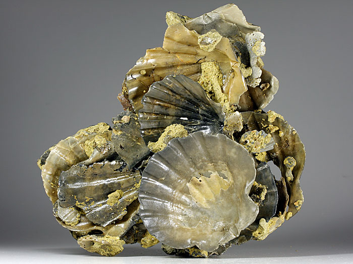 Jakobsmuscheln (Pecten) aus Amerika