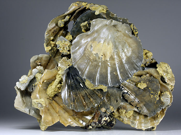 Jakobsmuscheln (Pecten) aus Amerika