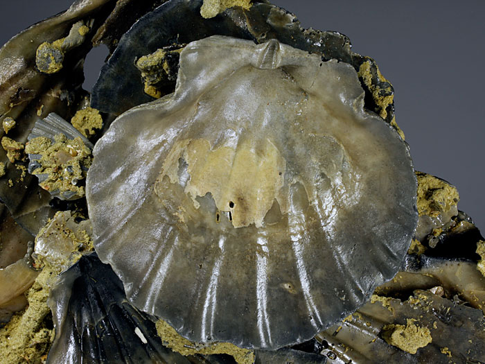 Jakobsmuscheln (Pecten) aus Amerika