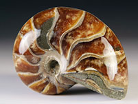 versteinerter Nautilus aus Madagaskar