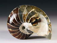 versteinerter Nautilus aus Madagaskar