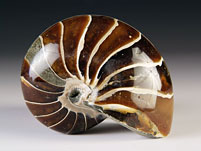 versteinerter Nautilus aus Madagaskar