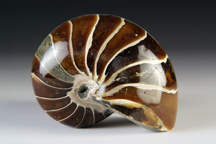 Nautilus aus Madagaskar