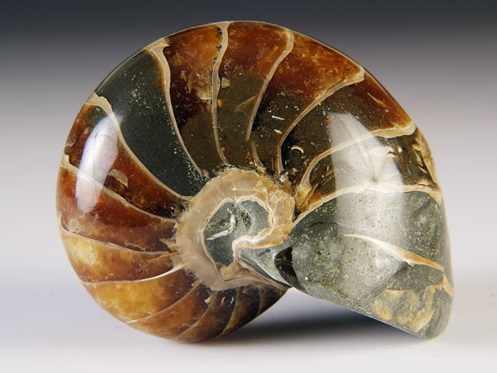 Nautilus aus Madagaskar