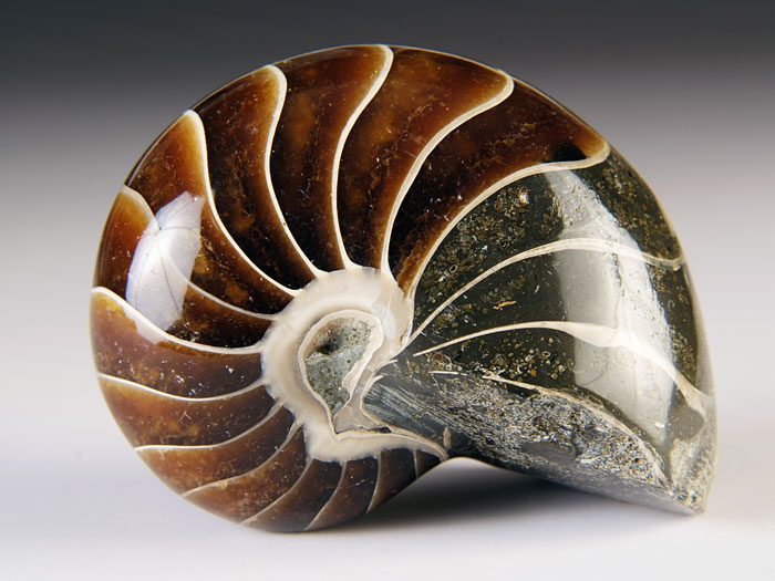 Nautilus aus Madagaskar