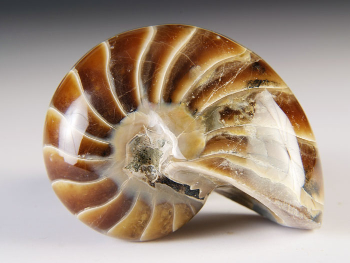 Nautilus aus Madagaskar