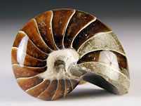 versteinerter Nautilus aus Madagaskar