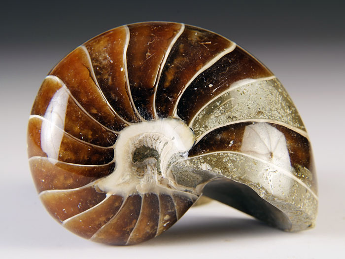 Nautilus aus Madagaskar