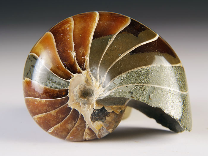 Nautilus aus Madagaskar
