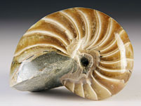 versteinerter Nautilus aus Madagaskar