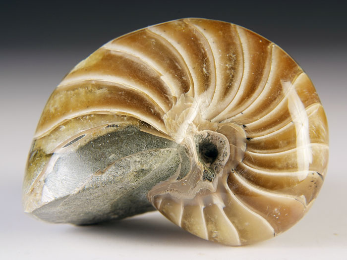 Nautilus aus Madagaskar