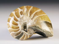 versteinerter Nautilus aus Madagaskar