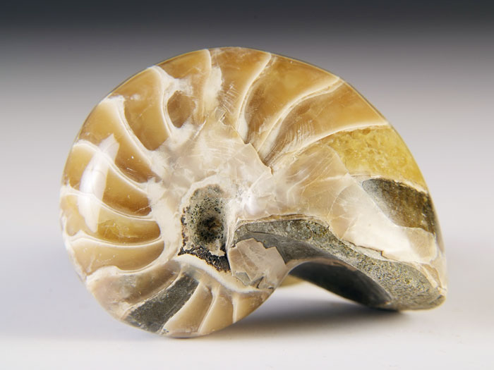 Nautilus aus Madagaskar