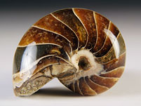 versteinerter Nautilus aus Madagaskar