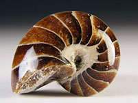 versteinerter Nautilus aus Madagaskar