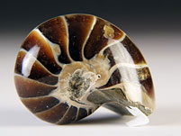 versteinerter Nautilus aus Madagaskar