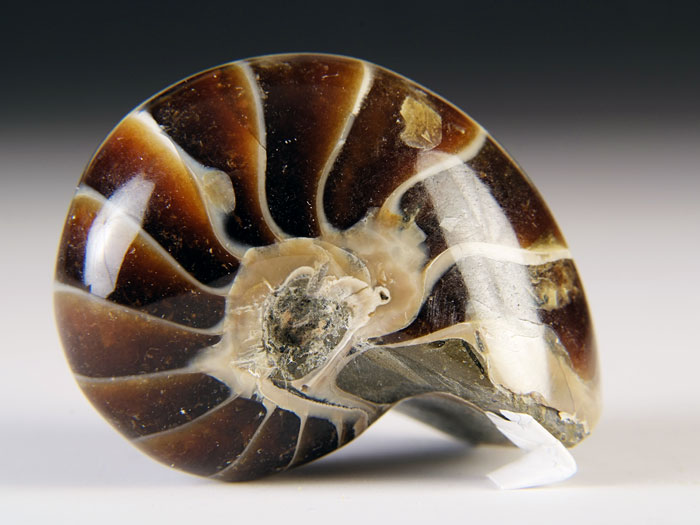 Nautilus aus Madagaskar